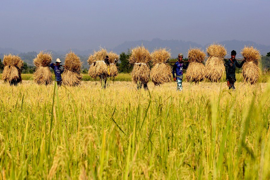 আঘোণৰ সোণালী পথাৰ আৰু উৎসৱ-পাৰ্বণ”