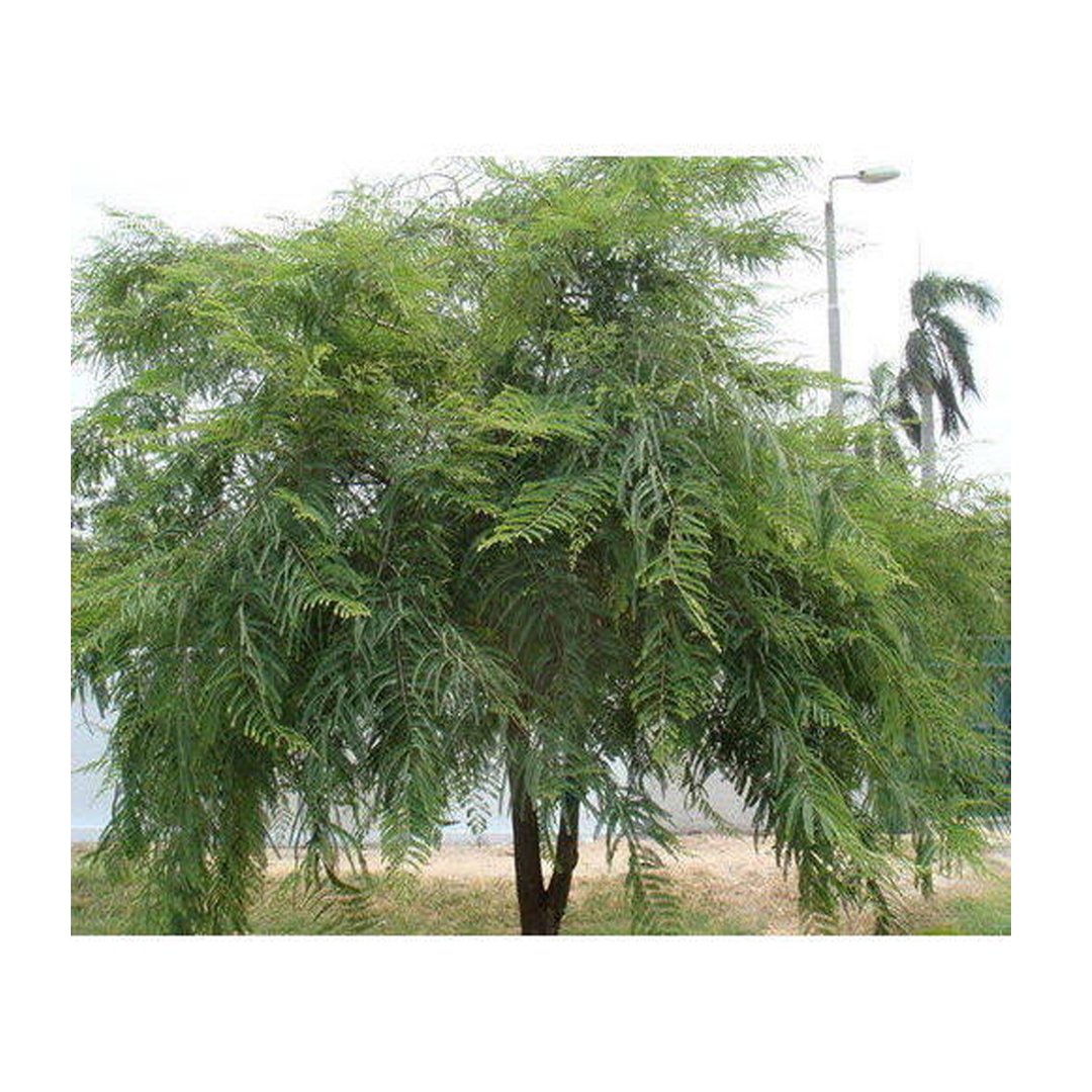 প্ৰাচীৰ (প্ৰাচুৰ্য ষড়ানন দত্ত)