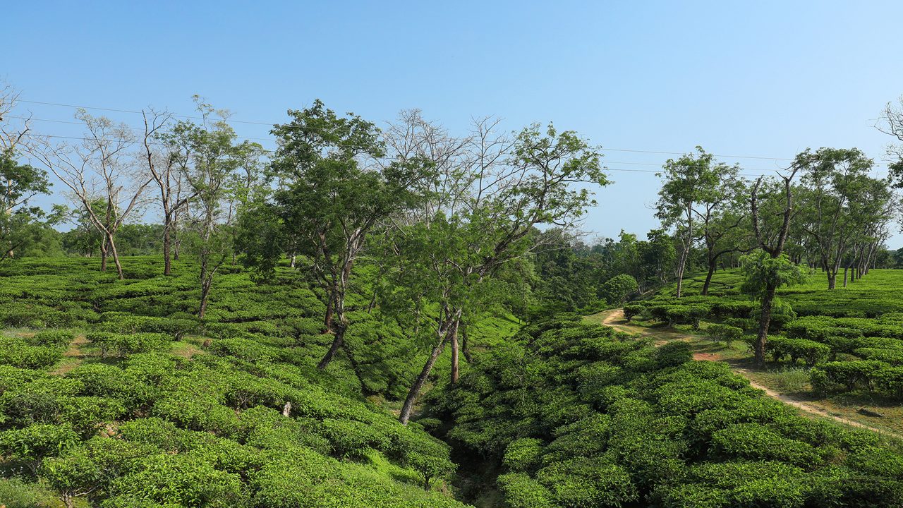Hero Article 1: Exploring Northeast India — The Scenic Tea Gardens of Silchar, Assam