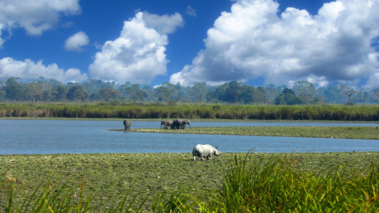 Hero Article 2: Exploring Northeast India — Kaziranga National Park's Wild Biodiversity