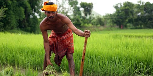 কৃষি বৰ্ষৰ আদৰণিত ওড়িশাৰ ৰজ পৰম্পৰা (নিৰ্মালি মহন্ত)