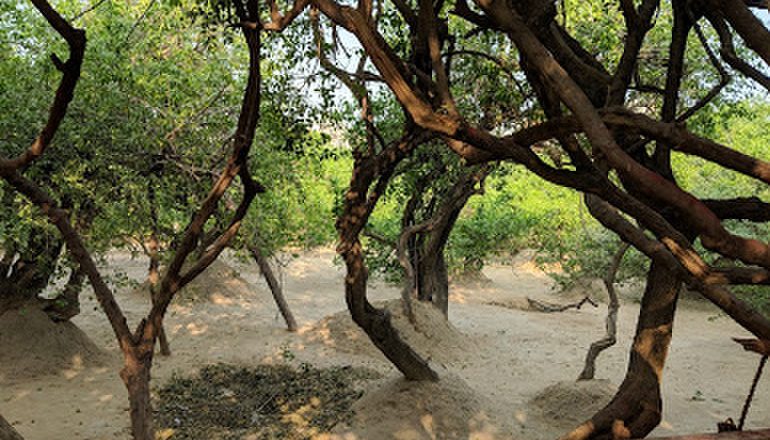 বৃন্দাবনৰ নিধিবন(জোনাকী দেৱী কাশ্যপ)